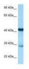 Syntaxin 7 antibody, NBP1-98376, Novus Biologicals, Western Blot image 