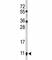 S100A10 antibody, F51516-0.4ML, NSJ Bioreagents, Western Blot image 