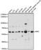 Nuclear Factor I C antibody, A15074, ABclonal Technology, Western Blot image 