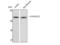 Cytochrome P450 Family 4 Subfamily Z Member 1 antibody, STJ92605, St John