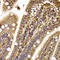 CLIP-associating protein 1 antibody, LS-C346219, Lifespan Biosciences, Immunohistochemistry paraffin image 