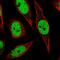 IKAROS Family Zinc Finger 1 antibody, HPA035222, Atlas Antibodies, Immunocytochemistry image 
