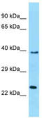 Protein Muted homolog antibody, TA343285, Origene, Western Blot image 