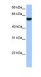 CUGBP Elav-Like Family Member 2 antibody, orb324847, Biorbyt, Western Blot image 