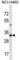 TBC1 Domain Family Member 21 antibody, abx028201, Abbexa, Western Blot image 