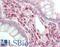 SIK Family Kinase 3 antibody, LS-B15472, Lifespan Biosciences, Immunohistochemistry paraffin image 