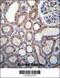 Ring Finger Protein 180 antibody, 56-708, ProSci, Immunohistochemistry frozen image 