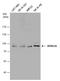 Semaphorin 3A antibody, GTX130671, GeneTex, Western Blot image 