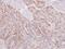 Nucleotide exchange factor SIL1 antibody, NBP2-20364, Novus Biologicals, Immunohistochemistry frozen image 