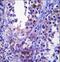 Stromal Cell Derived Factor 2 Like 1 antibody, LS-C168913, Lifespan Biosciences, Immunohistochemistry paraffin image 