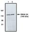 EBNA 3A antibody, orb108558, Biorbyt, Western Blot image 