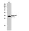 Cyclin Dependent Kinase Inhibitor 1C antibody, STJ90159, St John