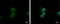 Protein Phosphatase 3 Catalytic Subunit Alpha antibody, GTX105003, GeneTex, Immunofluorescence image 