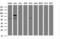 Toll Like Receptor Adaptor Molecule 1 antibody, LS-C175438, Lifespan Biosciences, Western Blot image 