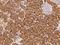 KIAA0825 antibody, 206293-T08, Sino Biological, Immunohistochemistry frozen image 