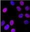 Nucleoporin 153 antibody, NB100-93329, Novus Biologicals, Immunofluorescence image 