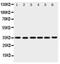 Yip1 Domain Family Member 3 antibody, PA5-80244, Invitrogen Antibodies, Western Blot image 