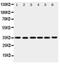 Yip1 Domain Family Member 3 antibody, PA5-80244, Invitrogen Antibodies, Western Blot image 