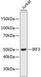 Interferon Regulatory Factor 3 antibody, 14-192, ProSci, Western Blot image 