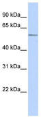 Zinc Finger Protein 682 antibody, TA345474, Origene, Western Blot image 