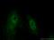 HEXIM P-TEFb Complex Subunit 2 antibody, 16598-1-AP, Proteintech Group, Immunofluorescence image 