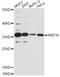 Ribosomal RNA Processing 36 antibody, LS-C749334, Lifespan Biosciences, Western Blot image 