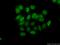  antibody, 18475-1-AP, Proteintech Group, Immunofluorescence image 