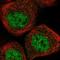 Fetal And Adult Testis Expressed 1 antibody, NBP1-85402, Novus Biologicals, Immunofluorescence image 