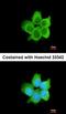 Calcyclin Binding Protein antibody, orb73837, Biorbyt, Immunofluorescence image 