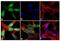Forkhead Box O3 antibody, 710879, Invitrogen Antibodies, Immunofluorescence image 