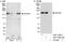 Gem Nuclear Organelle Associated Protein 5 antibody, A301-326A, Bethyl Labs, Western Blot image 