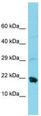 Mitochondrial Ribosomal Protein S25 antibody, TA337444, Origene, Western Blot image 