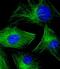 Tubulin Beta 2A Class IIa antibody, M06868-1, Boster Biological Technology, Immunofluorescence image 