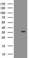 Replication Factor C Subunit 2 antibody, LS-C174109, Lifespan Biosciences, Western Blot image 