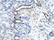 Even-Skipped Homeobox 1 antibody, 31-196, ProSci, Enzyme Linked Immunosorbent Assay image 