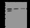 Amyloid Beta Precursor Protein Binding Family B Member 3 antibody, 207061-T36, Sino Biological, Western Blot image 