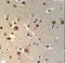 Tau Tubulin Kinase 1 antibody, LS-C157003, Lifespan Biosciences, Immunohistochemistry frozen image 