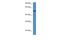 UPF0124 protein C13orf31 homolog antibody, PA5-69915, Invitrogen Antibodies, Western Blot image 