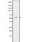 Immune-responsive gene 1 protein homolog antibody, abx216312, Abbexa, Western Blot image 