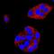 Delta Like Canonical Notch Ligand 1 antibody, MAB18181, R&D Systems, Immunocytochemistry image 