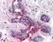 Programmed Cell Death 4 antibody, 49-508, ProSci, Immunohistochemistry paraffin image 