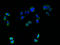 Transmembrane Protein 161A antibody, A61370-100, Epigentek, Immunofluorescence image 
