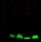 Interleukin 17F antibody, 11855-T52, Sino Biological, Western Blot image 