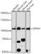 Zinc Finger Protein, FOG Family Member 1 antibody, 18-315, ProSci, Western Blot image 