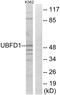 Ubiquitin Family Domain Containing 1 antibody, GTX87365, GeneTex, Western Blot image 