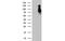 SAM And HD Domain Containing Deoxynucleoside Triphosphate Triphosphohydrolase 1 antibody, MBS832992, MyBioSource, Western Blot image 