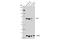 Tyrosyl-DNA Phosphodiesterase 1 antibody, 59710S, Cell Signaling Technology, Western Blot image 