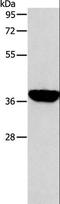 Aldolase, Fructose-Bisphosphate B antibody, LS-C402880, Lifespan Biosciences, Western Blot image 