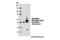 Proteasome 26S Subunit, Non-ATPase 4 antibody, 3336S, Cell Signaling Technology, Western Blot image 