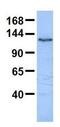 Testis Expressed 2 antibody, GTX46091, GeneTex, Western Blot image 